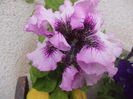 DSCN5467