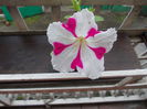 DSCN5476