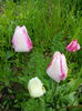 IMG_20150428_095819