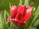 Tulipa Pacific Pearl (2015, April 20)
