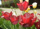 Tulipa Pacific Pearl (2015, April 20)