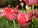 Tulipa Pacific Pearl (2015, April 20)