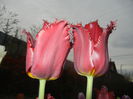 Tulipa Pacific Pearl (2015, April 20)