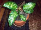 dieffenbachia Rezervata