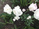 DSCF2431