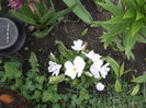 DSCF2434