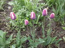 DSCF2436