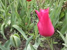 DSCF2440