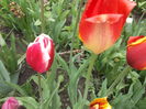 DSCF2441