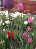 DSCF2443