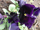 DSCF2457