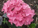 DSCF2462