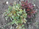 DSCF2499