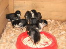 Australorp Negru