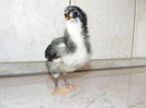 Australorp Negru