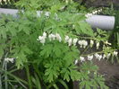 DICENTRA