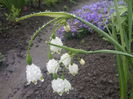 Leucojum Aestivum