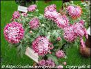 Crizanteme roz