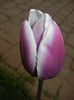 Tulipa Synaeda Blue (2015, April 20)