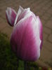 Tulipa Synaeda Blue (2015, April 20)