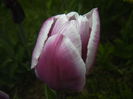 Tulipa Synaeda Blue (2015, April 20)