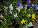 DSCN5385
