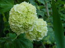 DSCN5518