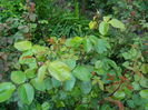 DSCN5588