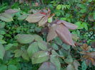 DSCN5590