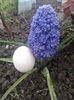 Muscari Fantasy Creation