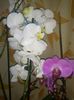 phala alba plina de floricele