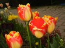 Tulipa Banja Luka (2015, April 20)