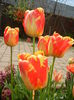 Tulipa Banja Luka (2015, April 20)