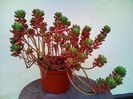 Sedum rubrotinctum - 25lei