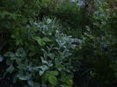 DSC01208