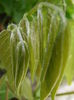 P4290757