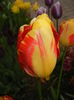 Tulipa Banja Luka (2015, April 20)
