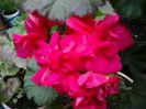 zonal%u0103 ciclam cu floare b%u0103tut%u0103