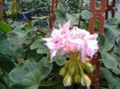richard hodgson-mul%u0163umesc Ligia