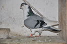 DSC_2485lk
