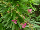 DSCN5701