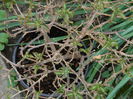 DSCN5704