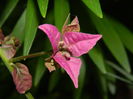 DSCN5705