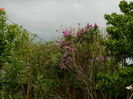 DSCN5706