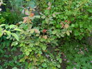 DSCN5735