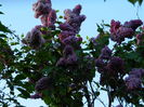 DSCN5737