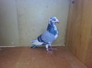 Mascul 2012
