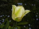 Tulipa Spring Green (2015, April 20)