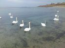 EforieSud2015_7