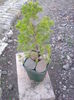 pinus mugo 10 ani